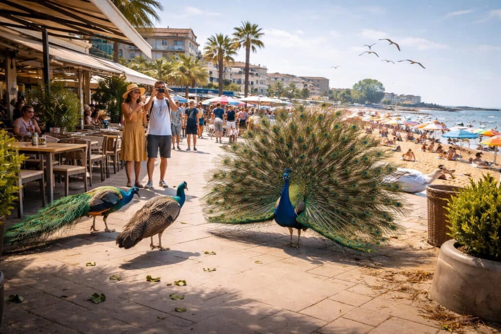 Kot und Geschrei: Adria-Badeort kämpft mit einer Pfauen-Plage
