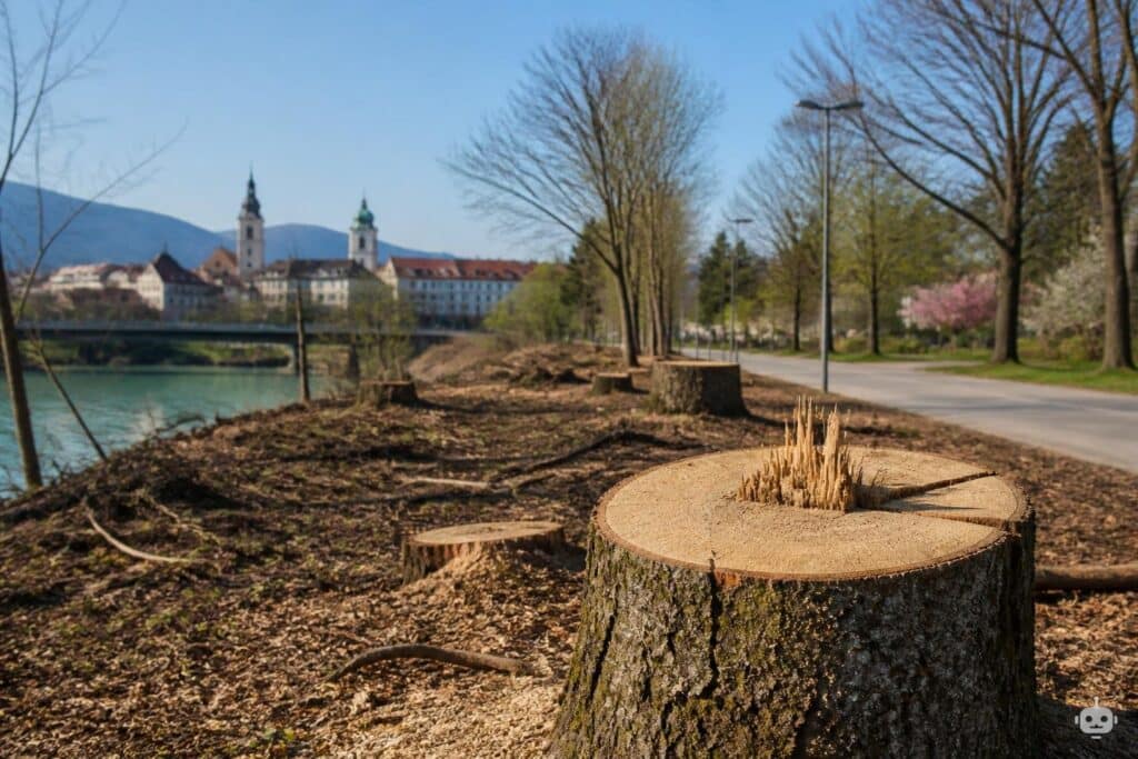 Baumschlägerungen sorgen für viel Kritik in Klagenfurt