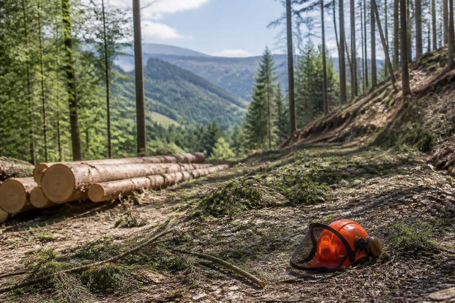 42-jähriger Kärntner bei Arbeiten im Wald getötet