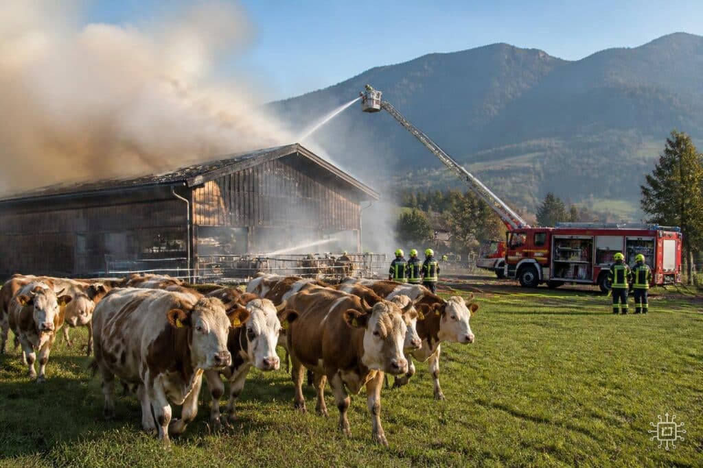 Großeinsatz bei St. Donat: 110 Rinder gerettet