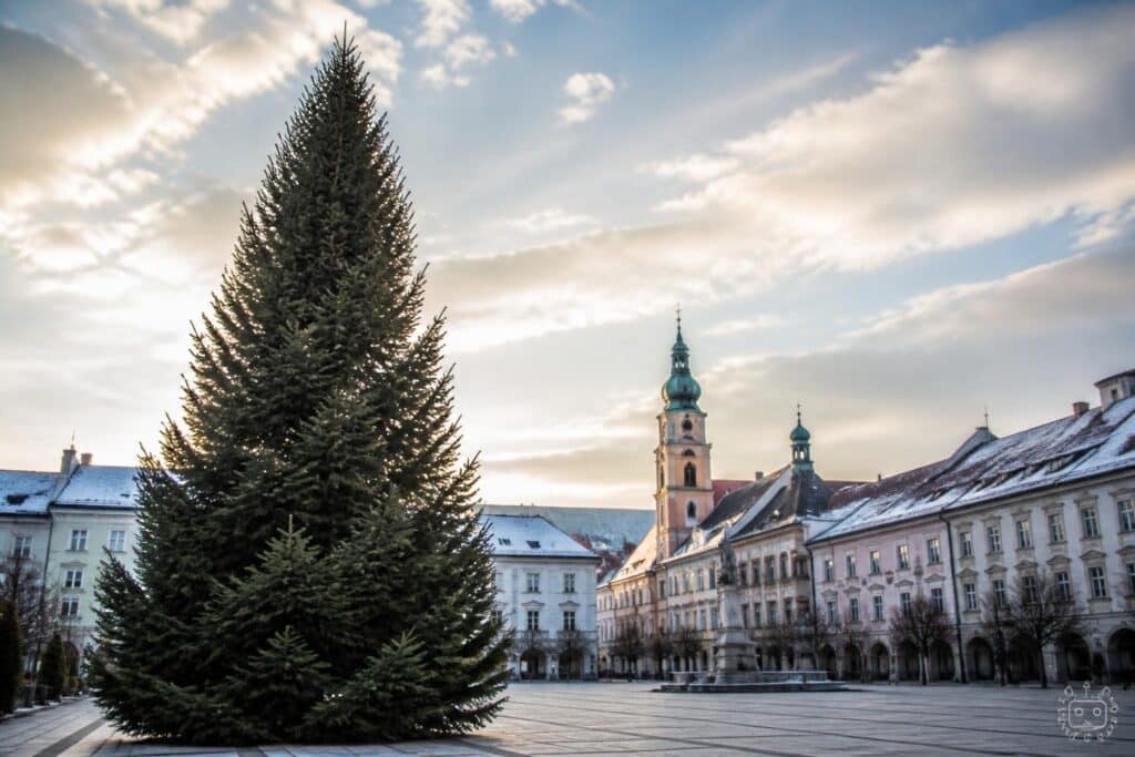 Klagenfurt sucht Christbaum für den Neuen Platz