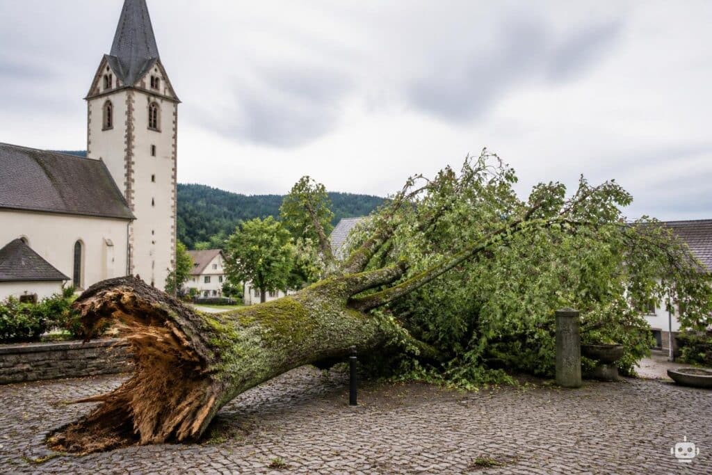 Nach Windböe: 800 Jahre alte Linde am Diexer Dorfplatz umgestürzt
