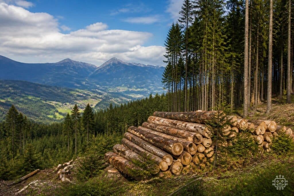 Langfristige Strategien für Wälder gefordert