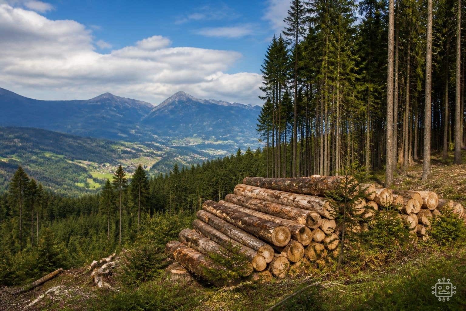 Langfristige Strategien für Wälder gefordert