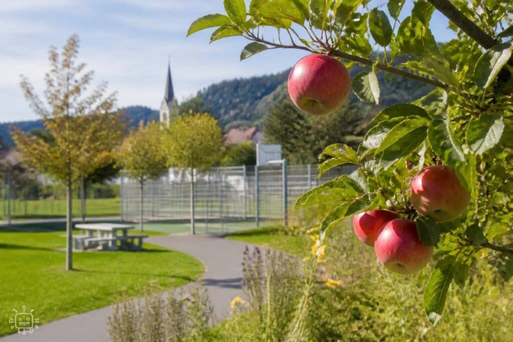 In St. Veiter Park kann man gratis Früchte pflücken