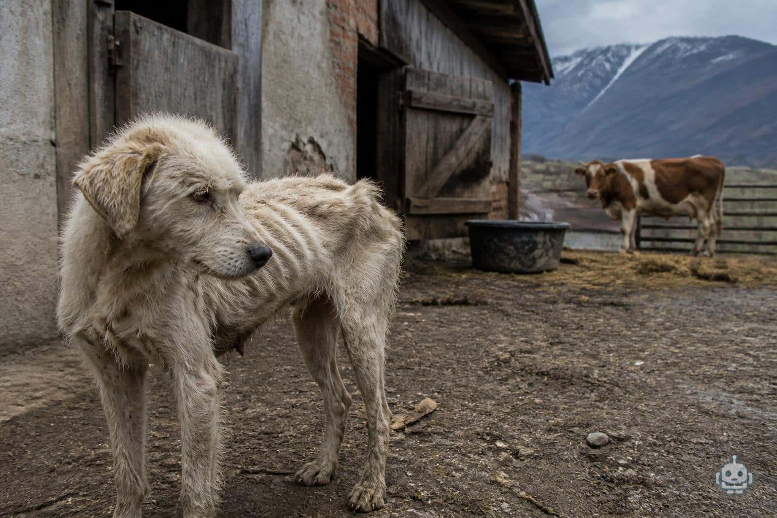 Mager und verwahrlost: Kärntner wurden zwölf Tiere abgenommen
