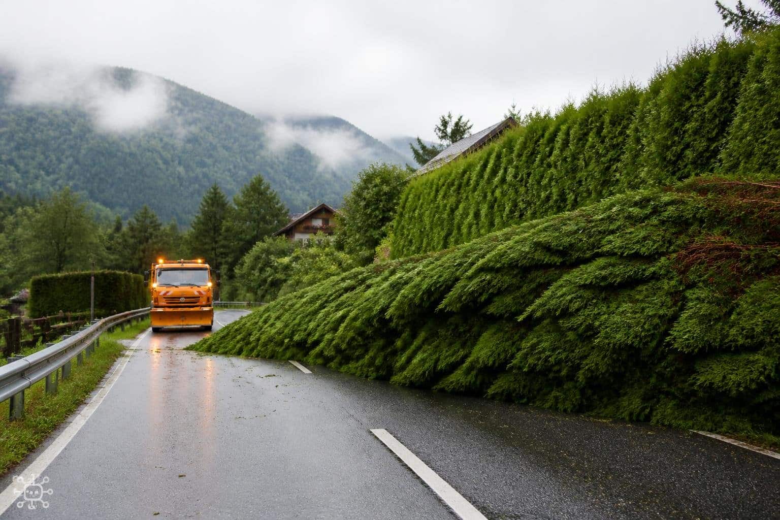 Sechs Meter hohe Hecke kippte auf Straße in Südkärnten