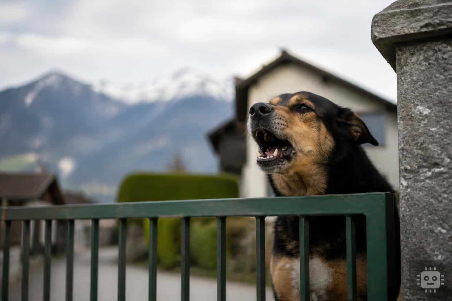 Kärntnerin (17) von Hund angefallen und ins Gesicht gebissen