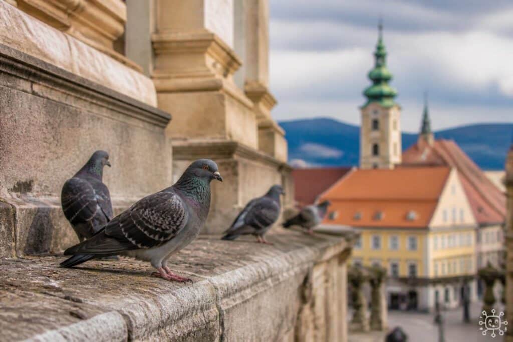 Verschmutzte Fassaden: So könnte die Taubenplage in Klagenfurt enden