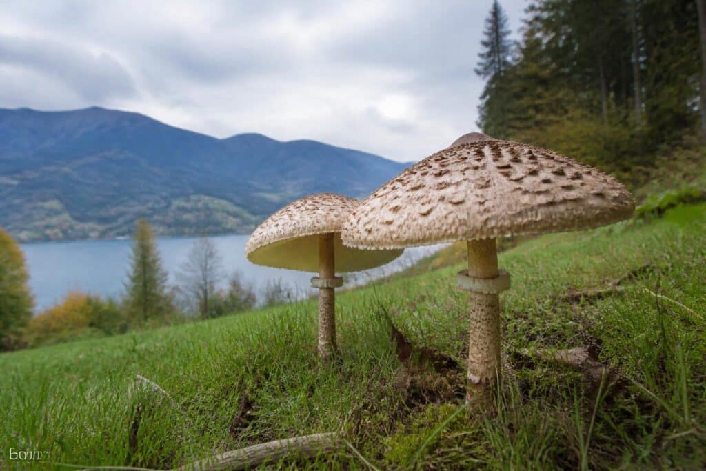Beste Bedingungen: Große Jagd auf Riesen-Parasole in Kärnten