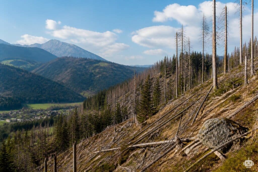 Woche des Waldes: Schutzwälder gefährdet
